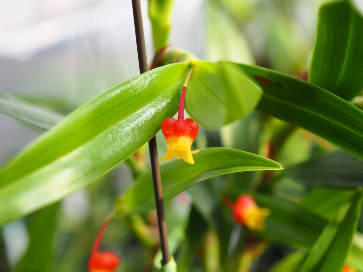 12/12 Mediocalcar ‘Matsushima’CBR/JOGA(OG) ① 洋蘭 開花中 原種 メディオカルカ_画像8