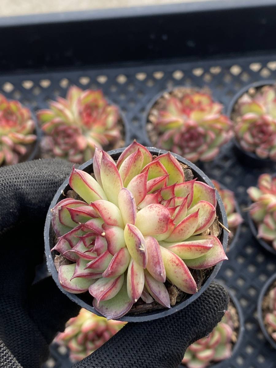 SALE 多肉植物 エケベリア Purple Butterfly 抜き苗 mundoconstructor