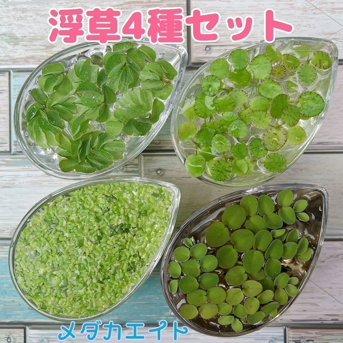 浮草 セット (水草・浮草) 魚用品 | egas.com.tr