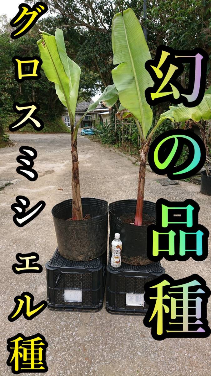 バナナの苗 幻の品種 グロスミシェルの苗2本 中幹80cm前後 家庭菜園 Ruizvillandiego Com バナナの苗 幻の品種 グロスミシェルの苗2本 中幹80cm前後 家庭菜園 Ruizvillandiego Com