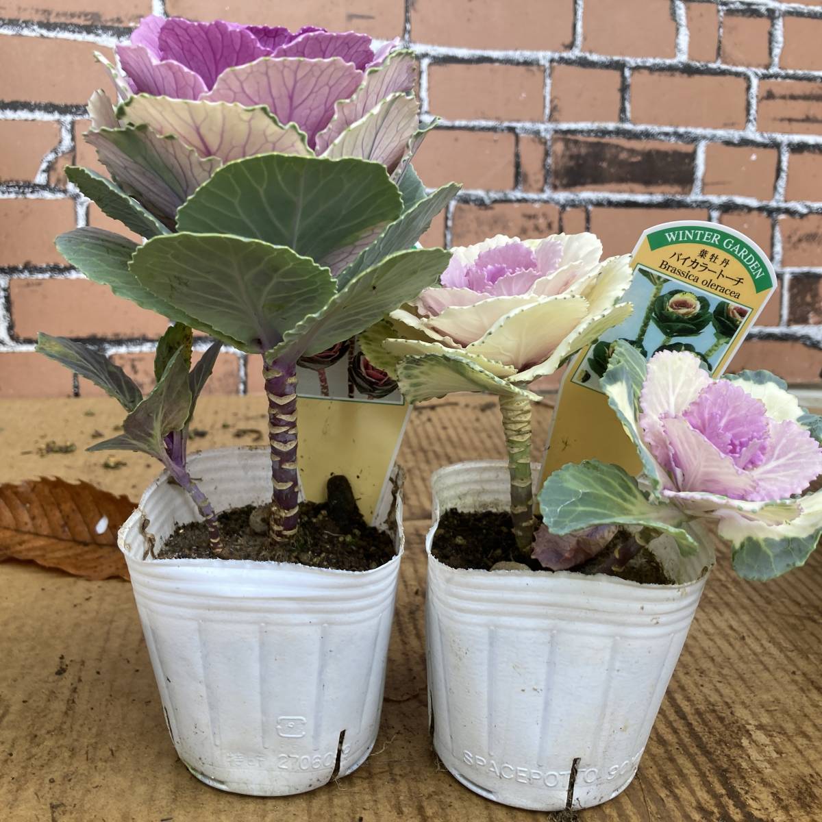 ヤフオク 映える寄せ植えに 数量2 葉牡丹 高性種 ミック ヤフオク 映える寄せ植えに 数量2 葉牡丹 高性種 ミック