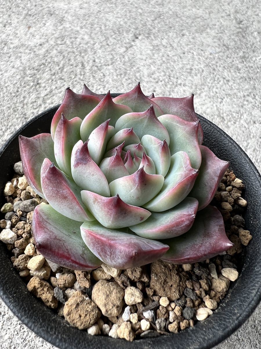魅了 チワワエンシススペシャルレッド(サボテン相談室) 植物/観葉植物