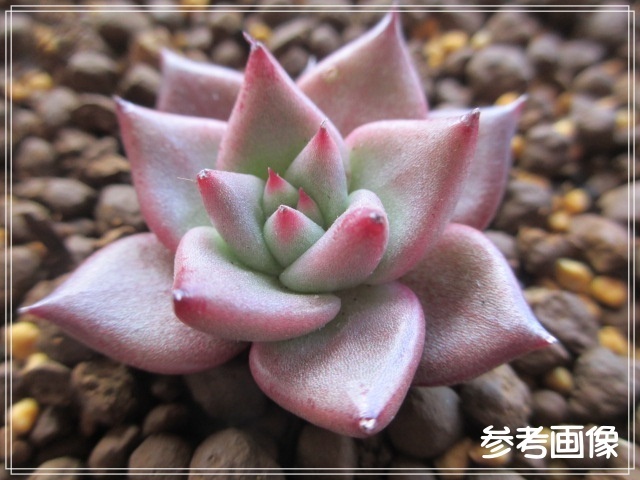 商品追加値下げ在庫復活 ※ご確認頂き用※多肉植物エケベリアRomeo×Seoul