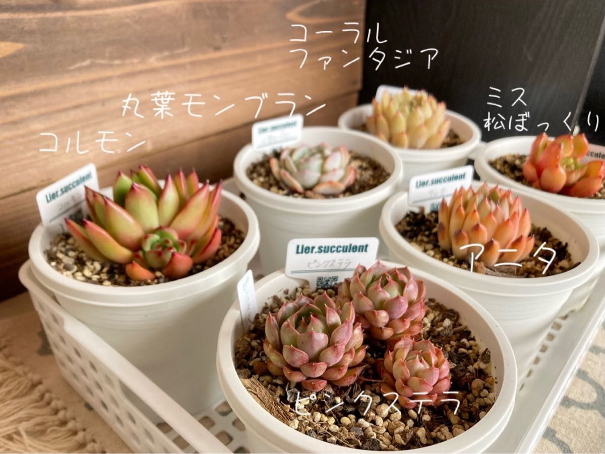 《多肉植物6点セット》 多肉植物 エケベリア