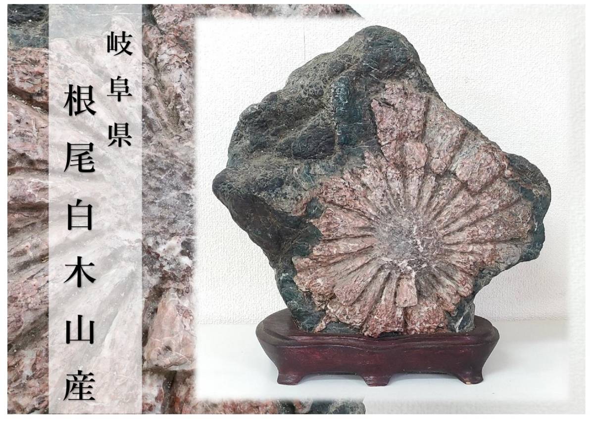 菊花石 岐阜県 根尾白木山産 高さ40㎝ 横36㎝ 重量28.5㎏ 木製台座付 ...
