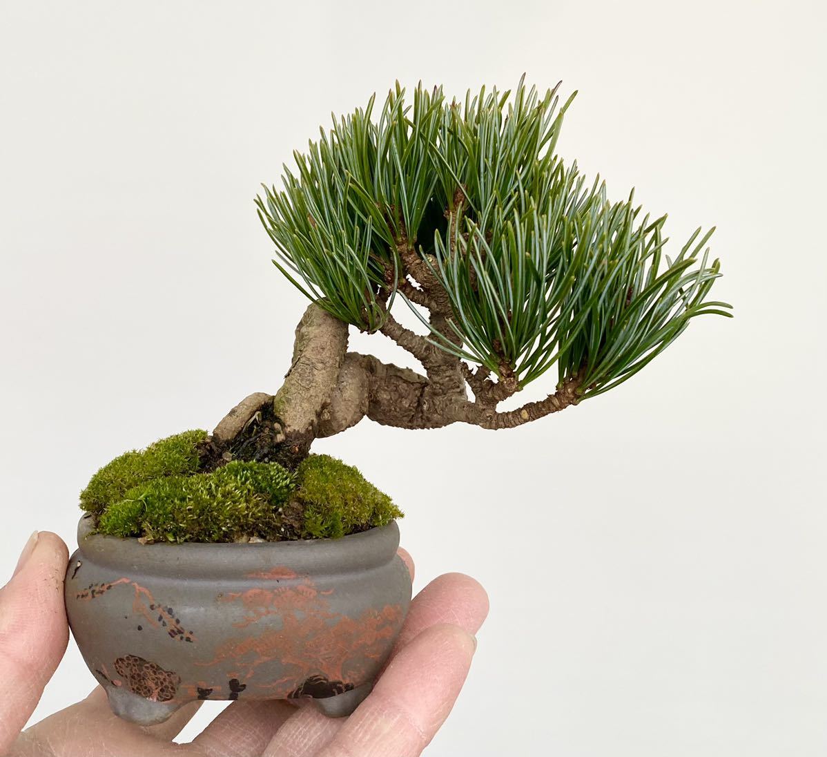 Yahoo!オークション - 白木盆栽園 宮島五葉松 ミニ盆栽 小品 Yahoo!オークション - 白木盆栽園 宮島五葉松 ミニ盆栽 小品