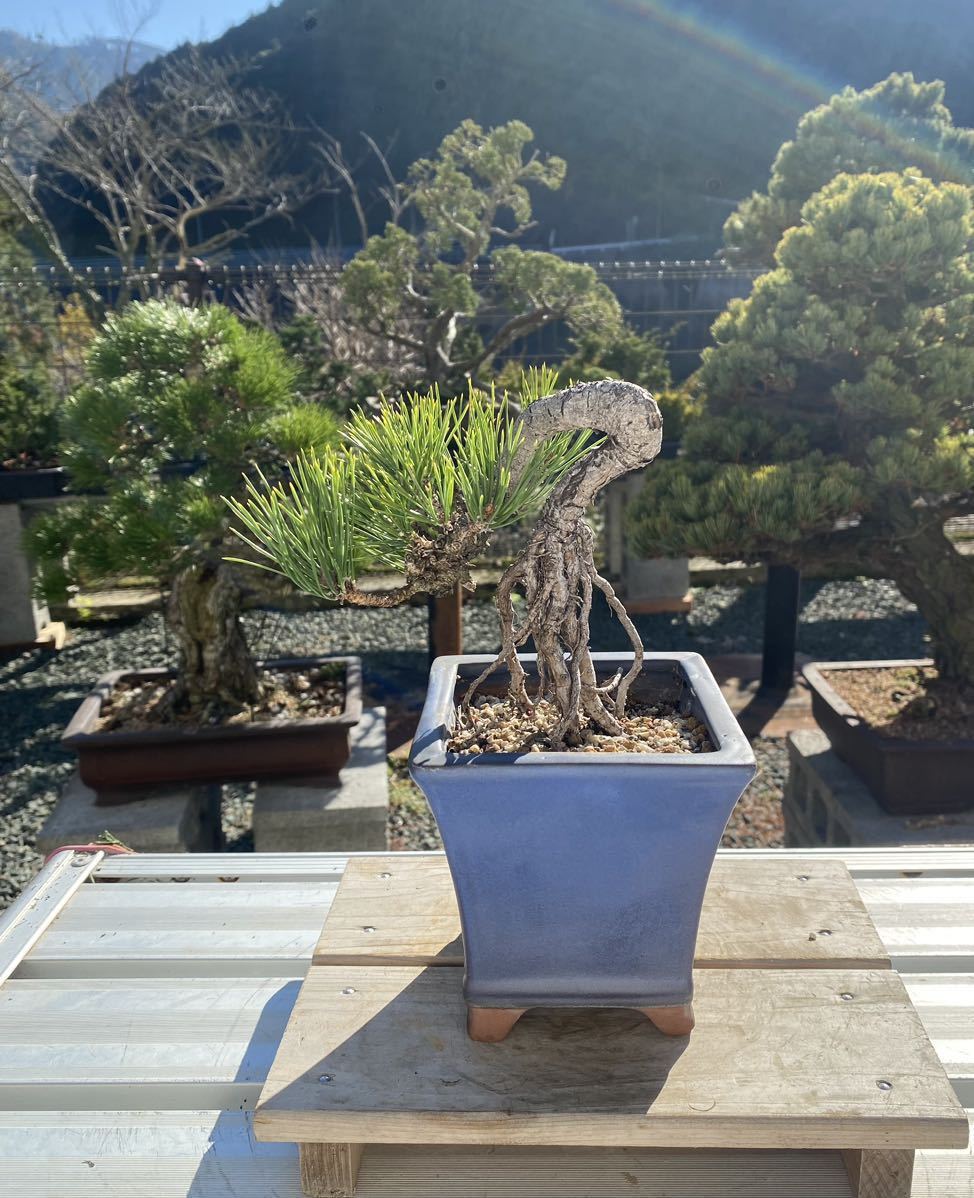 白木盆栽園 根上がり黒松 小品 盆栽 糸魚川黒松赤松五葉松真柏杜 白木盆栽園 根上がり黒松 小品 盆栽 糸魚川黒松赤松五葉松真柏杜