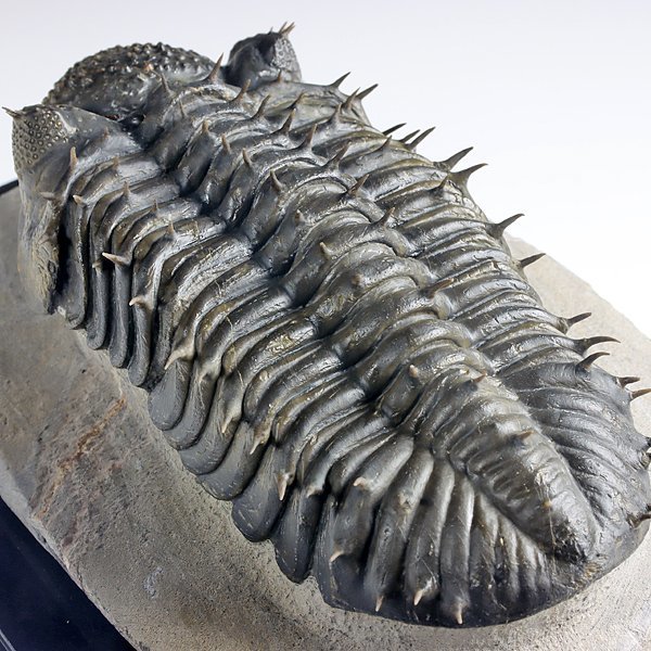 新作モデル新作モデル三葉虫 化石標本☆trilobite☆モロッコ