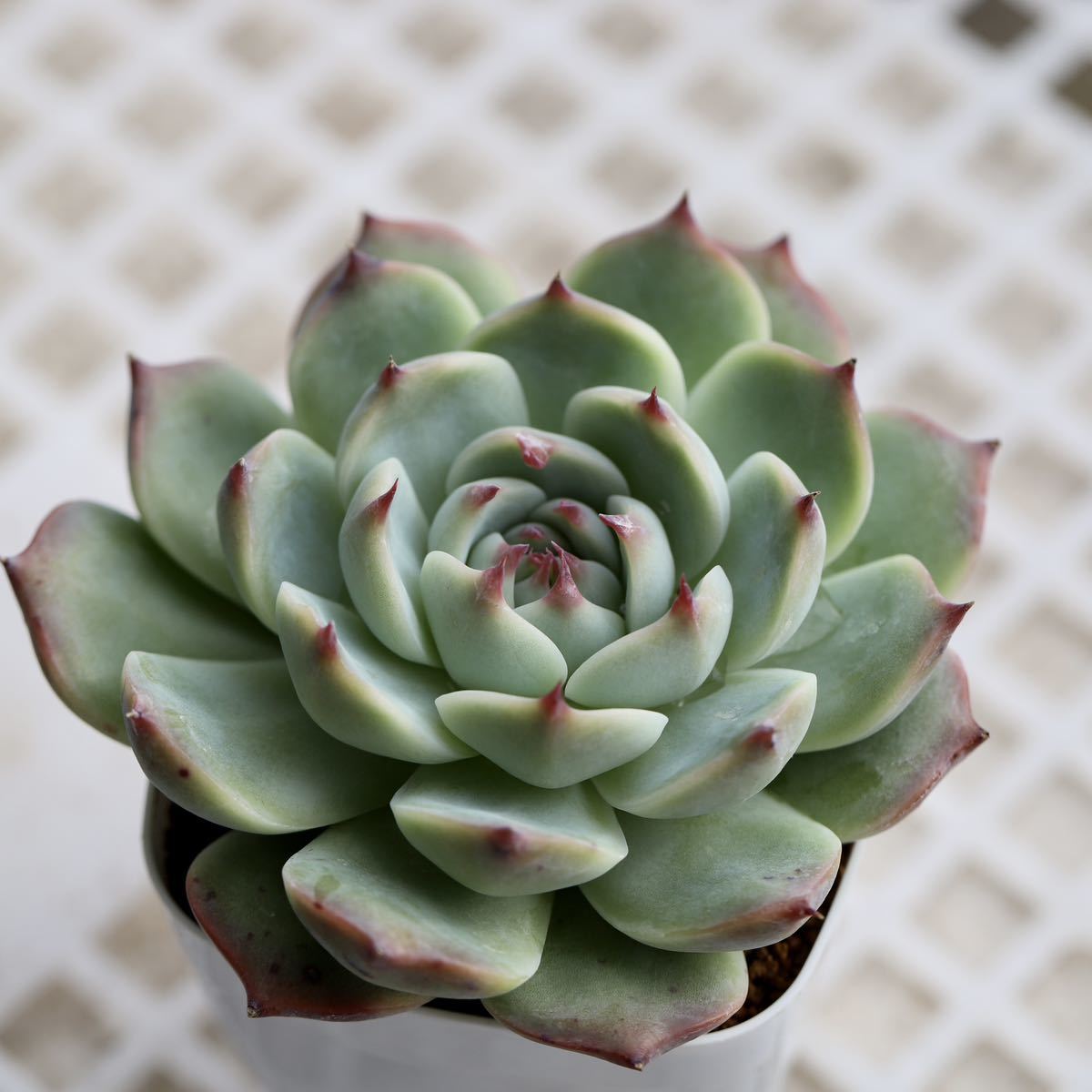 ヤフオク! - 多肉植物 エケベリア チワワエンシス 自家繁殖苗 根張り良...