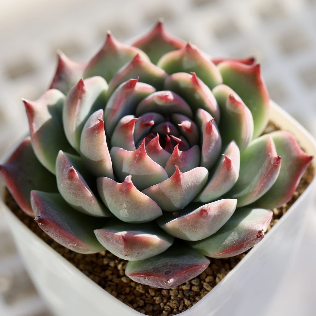 ヤフオク! - 多肉植物 エケベリア チワワエンシス 自家繁殖苗 根張り良...