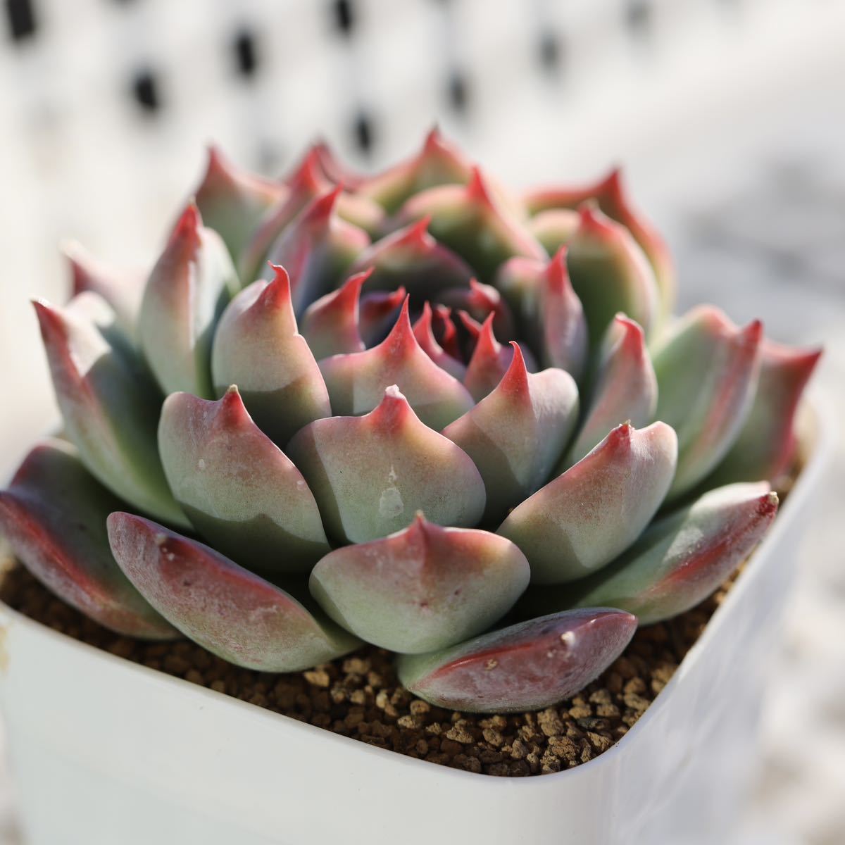 ヤフオク! - 多肉植物 エケベリア チワワエンシス 自家繁殖苗 根張り良...