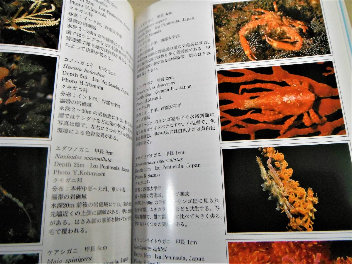 !即決! 1171種,1258枚のカラー生態写真掲載「海洋生物ハンドブック」益田 一_画像3