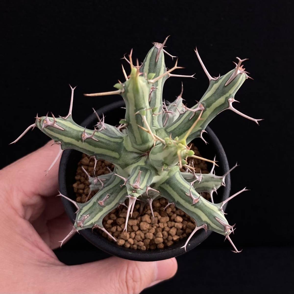 SALE人気】 σ ユーフォルビア シザカンサ 2.5号 Euphorbia