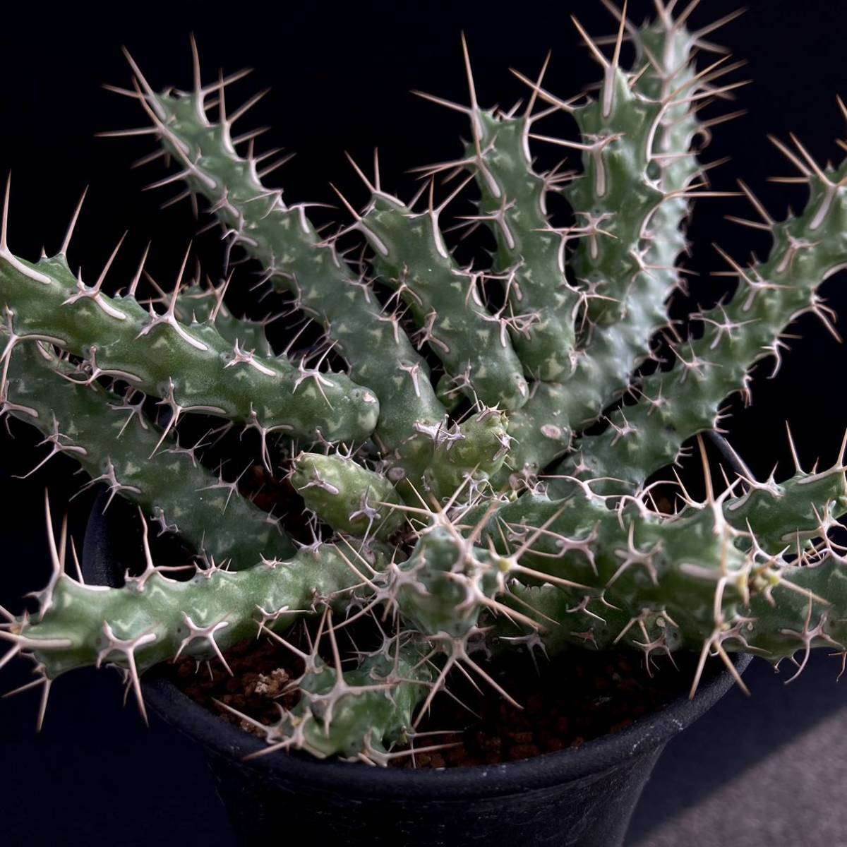 σ ユーフォルビア マルサビテンシス 群生3号 Euphorbia marsabitensis 多肉植物 サボテン ホリダ オベサ_画像1