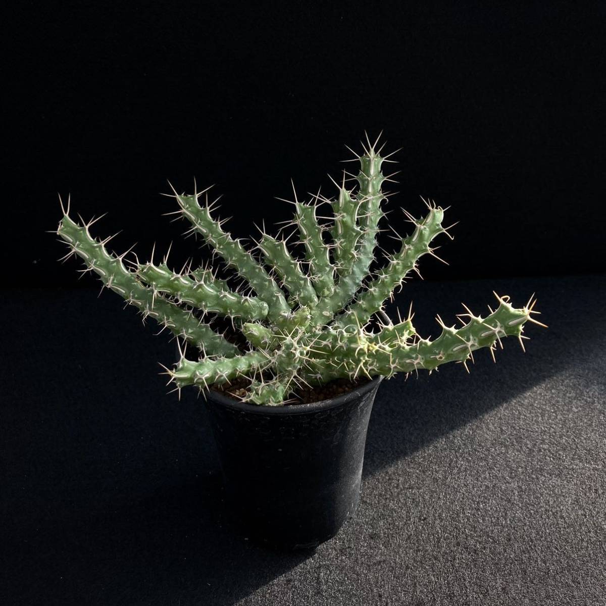 σ ユーフォルビア マルサビテンシス 群生3号 Euphorbia marsabitensis 多肉植物 サボテン ホリダ オベサ_画像8