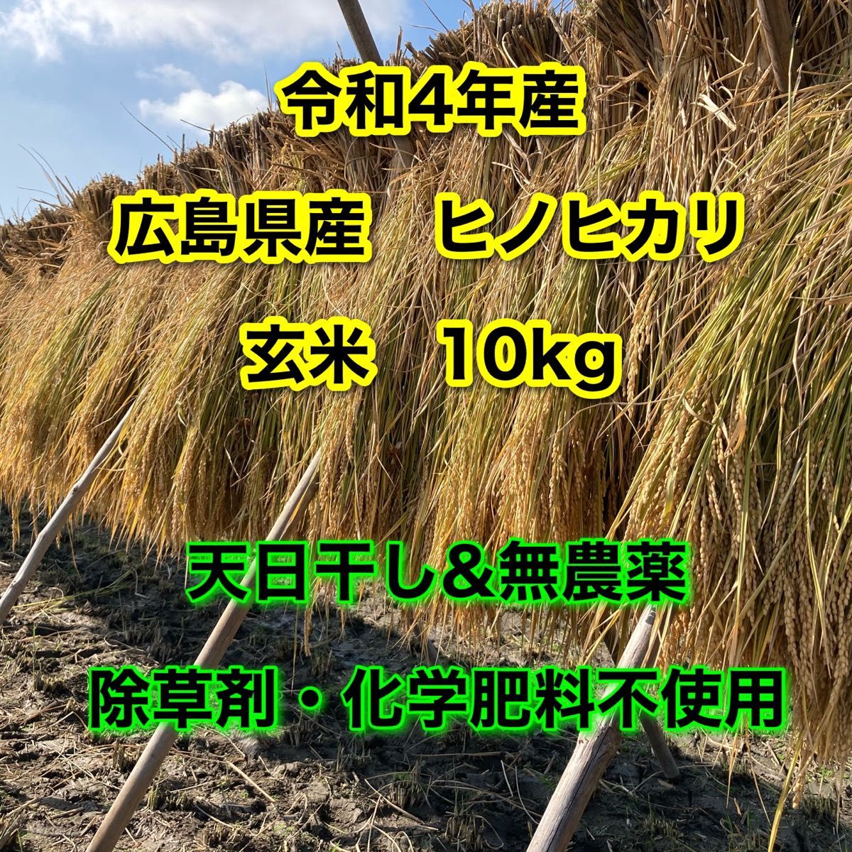 農薬化学肥料除草剤不使用、自然栽培＆天日干し2022年産・農林22号玄米