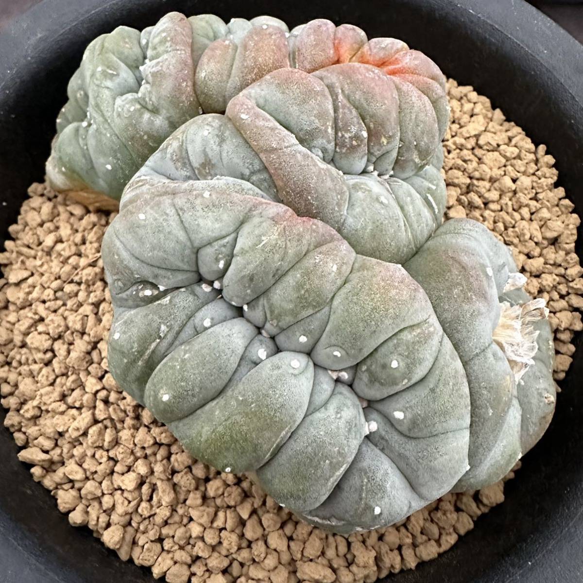 サボテン・多肉植物 832 ロホホラ 鳥羽玉綴化 Lophophora williamsii crist.