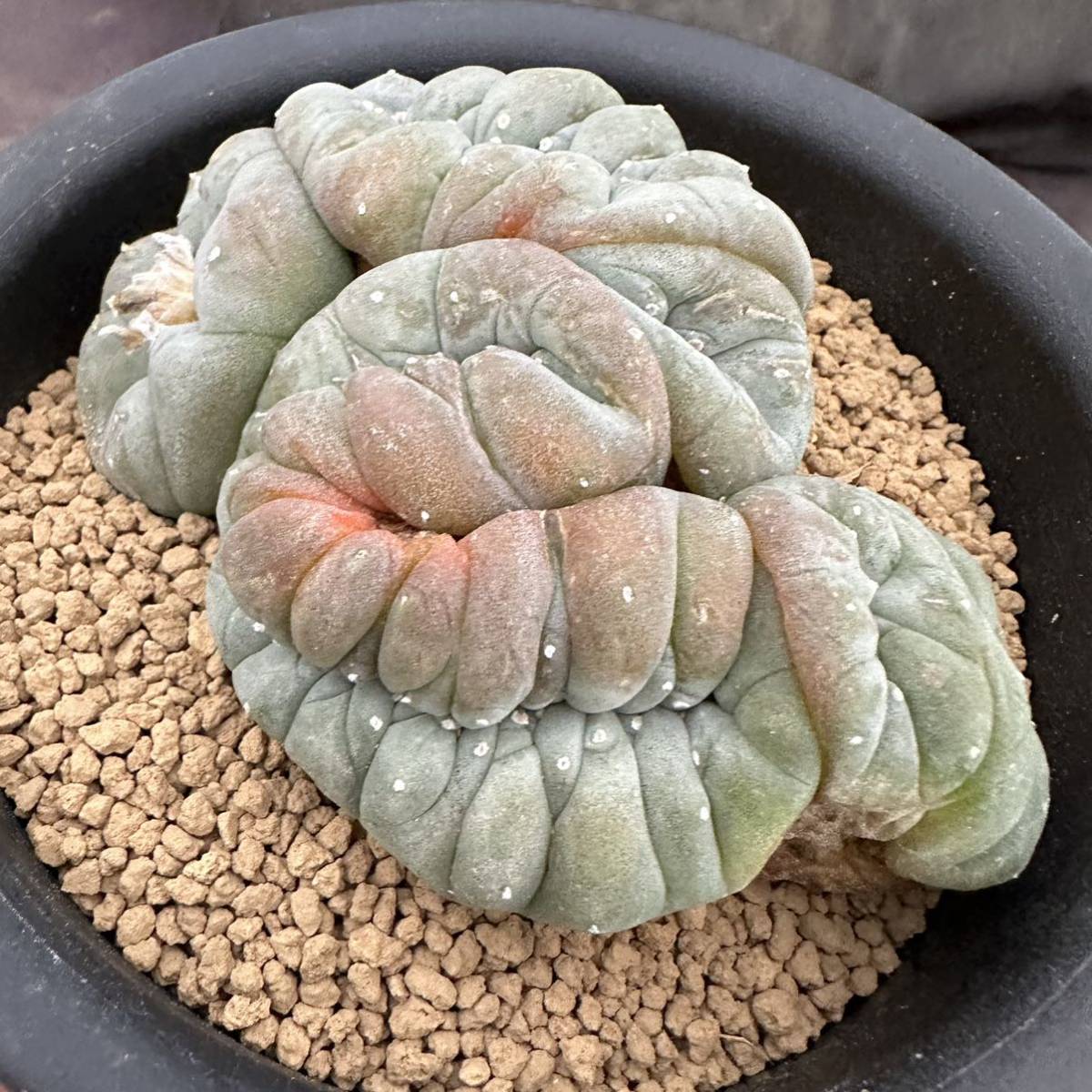 ロホホラ 鳥羽玉綴化Lophophora williamsii cristata クーポン格安 www