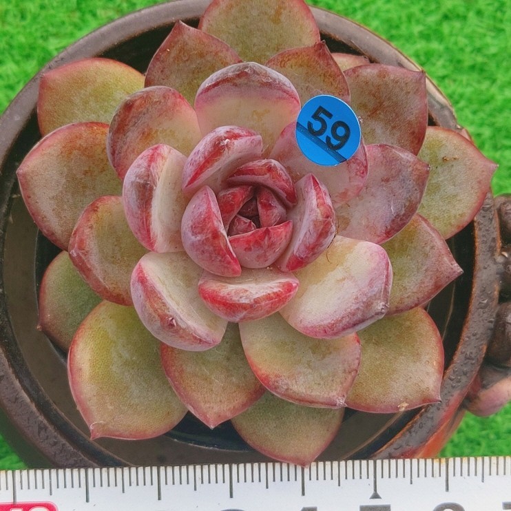 0102-B059 オデット エケベリア 多肉植物 韓国苗 0102-B059 オデット エケベリア 多肉植物 韓国苗