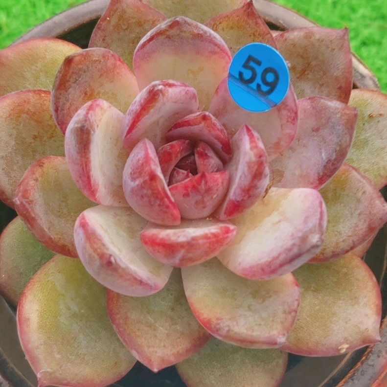 0102-B059 オデット エケベリア 多肉植物 韓国苗 0102-B059 オデット エケベリア 多肉植物 韓国苗
