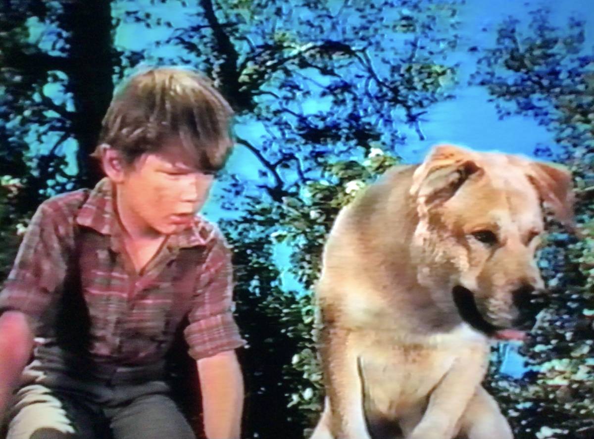 [ прокат *VHS видео soft ] желтый . собака, общий палец .|uoruto* Disney, не DVD., историческое имя название произведение, японский язык субтитры,1957 год America фильм 