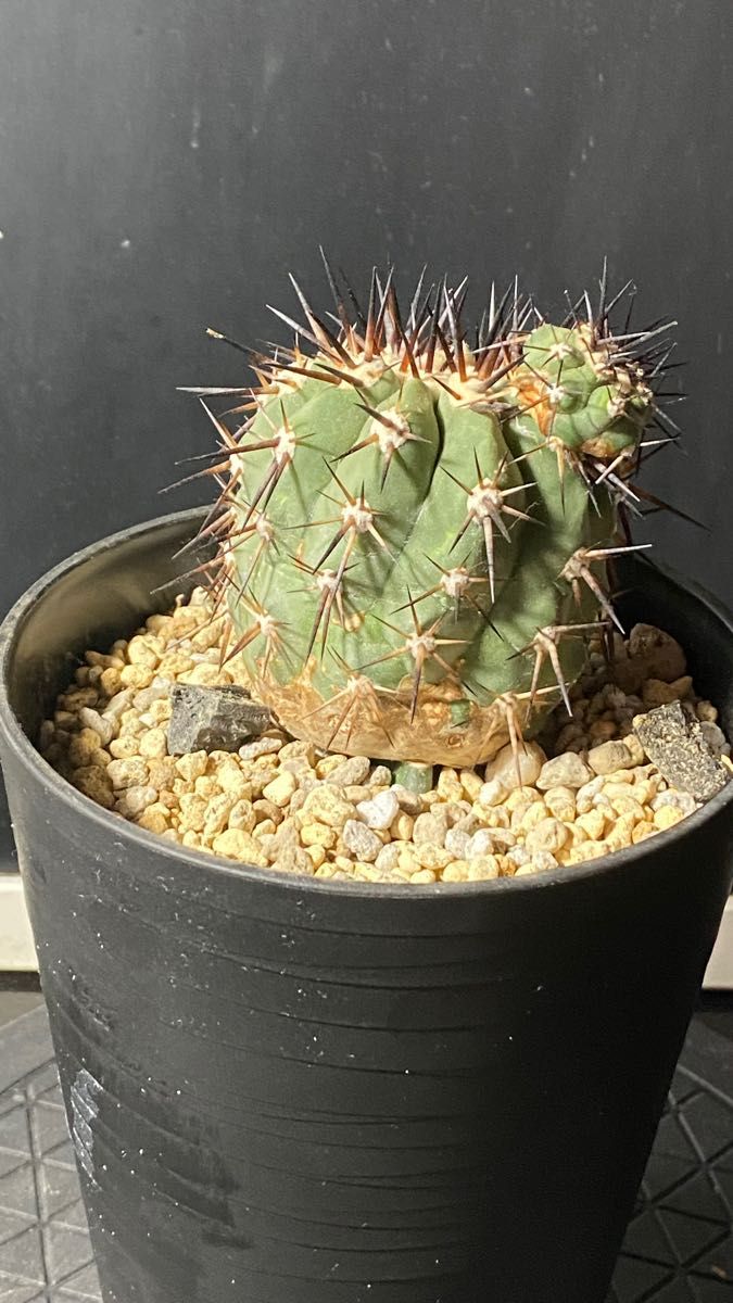 コピアポア 黒王丸 多肉植物Copiapoa cinerea (コピアポア・シネレア