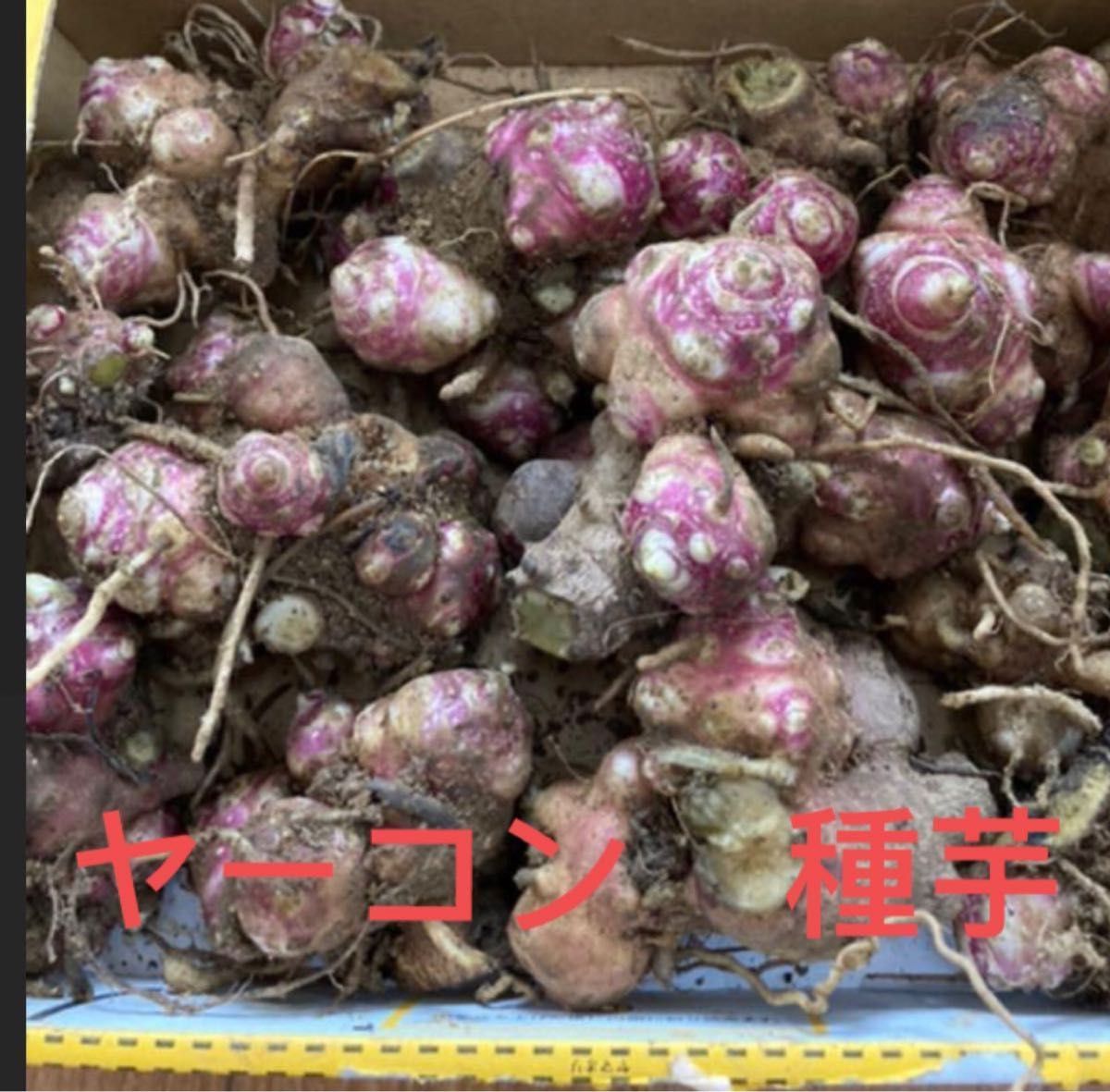 無農薬 自家栽培 ヤーコン種芋 コンパクトいっぱい 20-30株余裕 無農薬 自家栽培 ヤーコン種芋 コンパクトいっぱい 20-30株余裕
