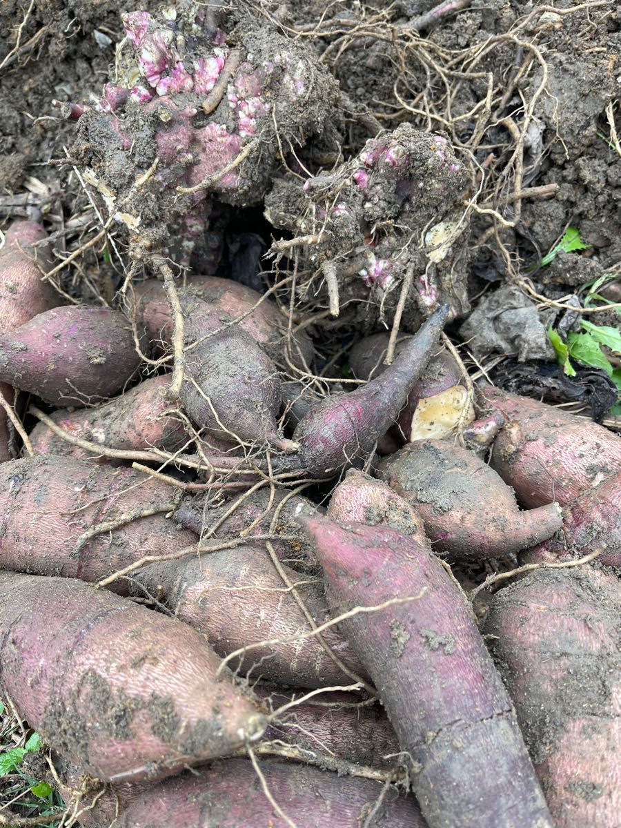無農薬 自家栽培 ヤーコン種芋 コンパクトいっぱい 20-30株余裕 無農薬 自家栽培 ヤーコン種芋 コンパクトいっぱい 20-30株余裕