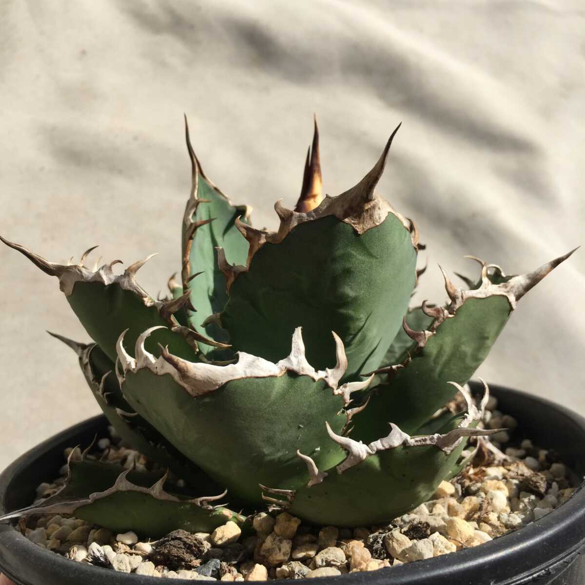 2021激安通販 多肉植物アガベ agave チタノタ 強棘霸王竜 sp新種 台湾 ...