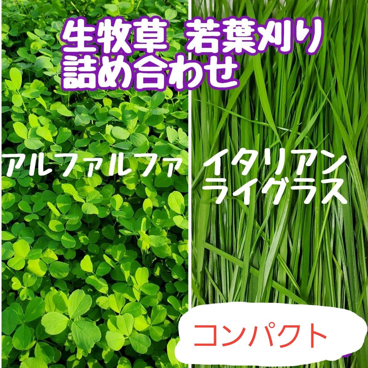 生牧草 オーツヘイ 箱いっぱい 詰め合わせ ✳️説明文必読