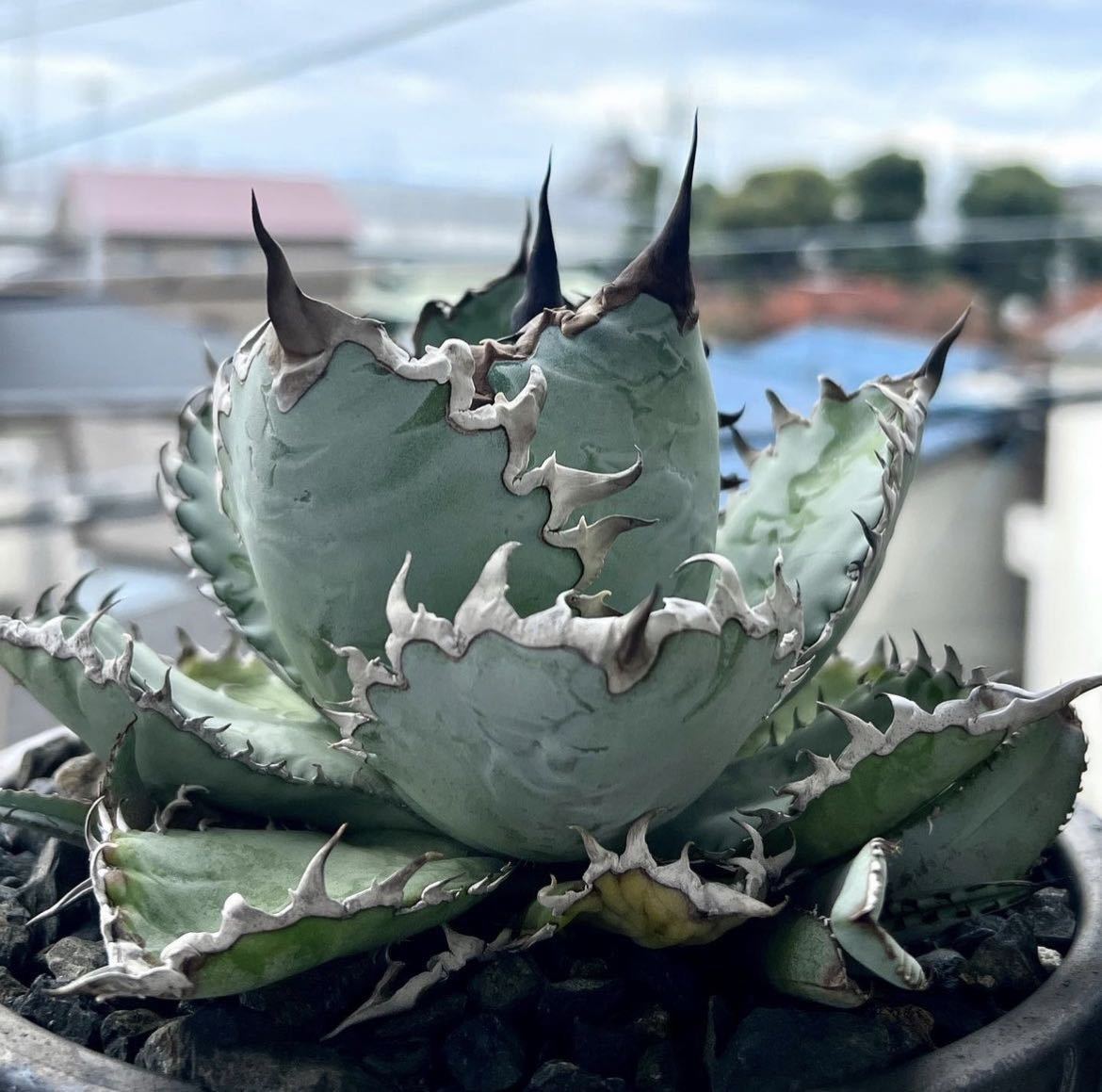 ヤフオク! - アガベ チタノタ ライオンズメーン子株【Agave tit...