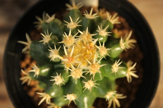 2　サボテン　エキノカクタス　プラチナ金鯱（短刺金鯱）（ Echinocactus grusonii v. intermedius）　★実生苗_画像2