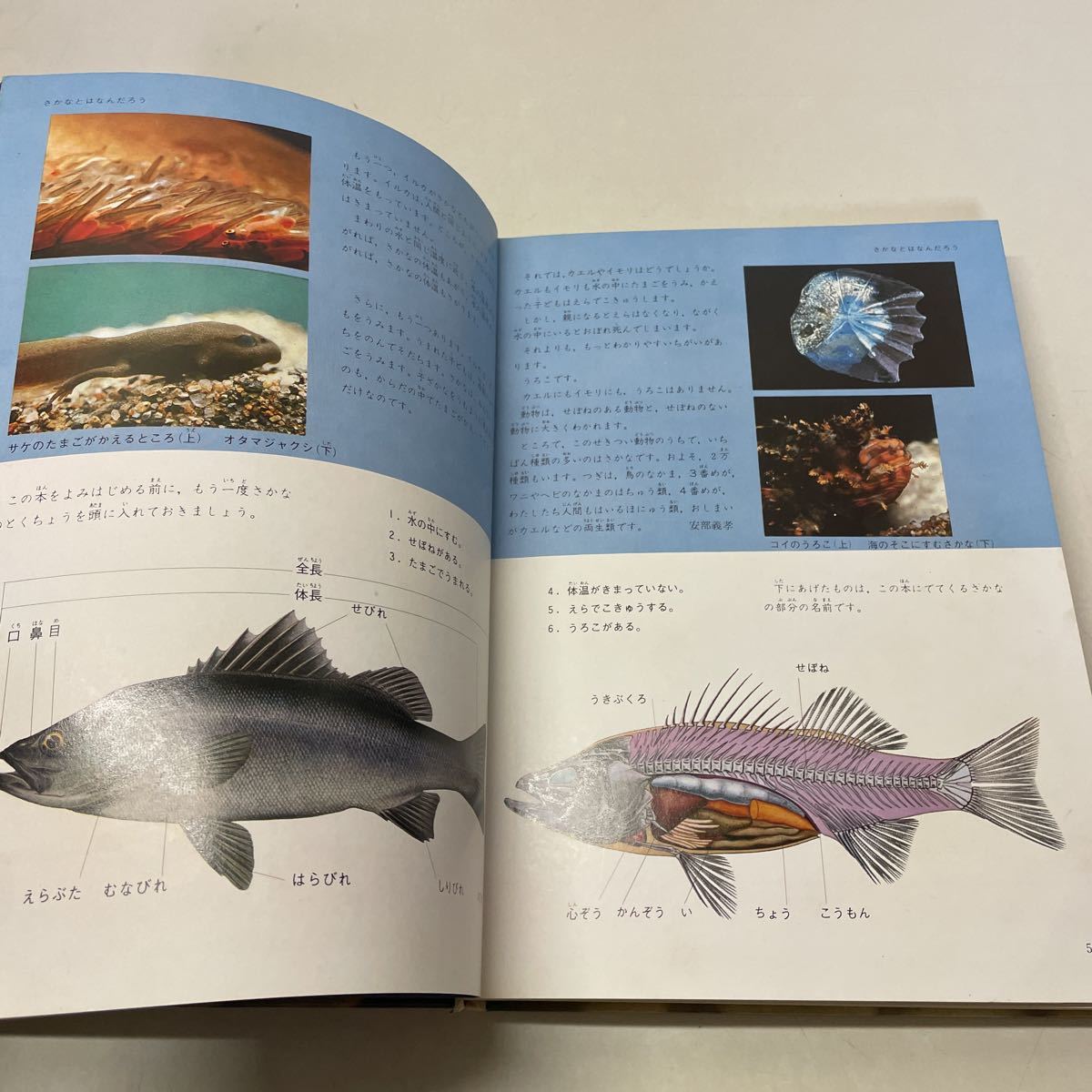 221209 E06 学研の図鑑 6冊セット 動物 魚 水の生物 鳥 昆虫 植物 古い 