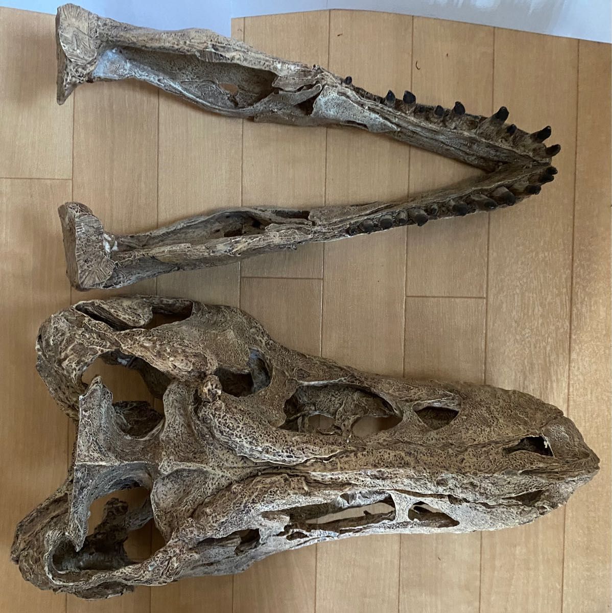 化石 レプリカ ティラノサウルス T-REX 頭部|Yahoo!フリマ(旧 化石 レプリカ ティラノサウルス T-REX 頭部|Yahoo!フリマ(旧