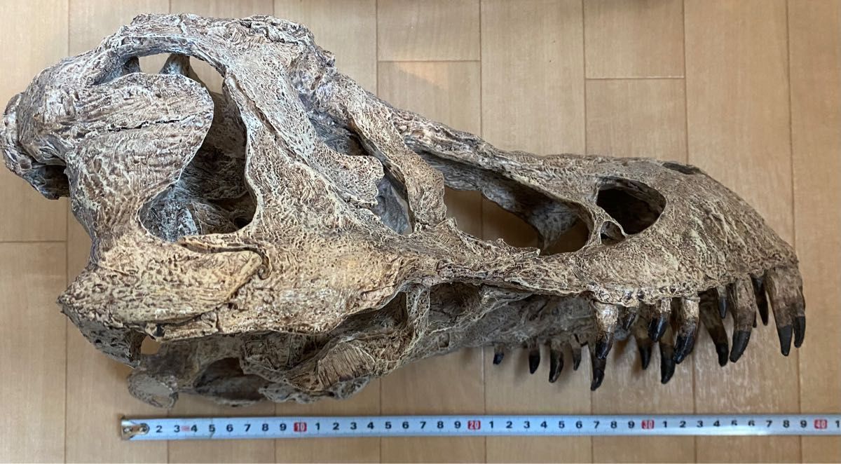 化石 レプリカ ティラノサウルス T-REX 頭部|Yahoo!フリマ(旧 化石 レプリカ ティラノサウルス T-REX 頭部|Yahoo!フリマ(旧