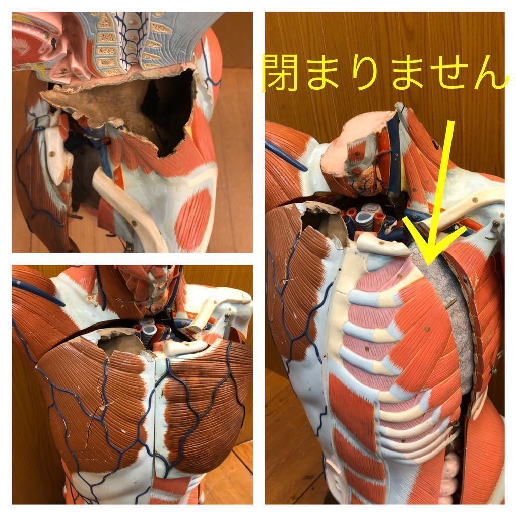 京都科学標本 解剖模型-
