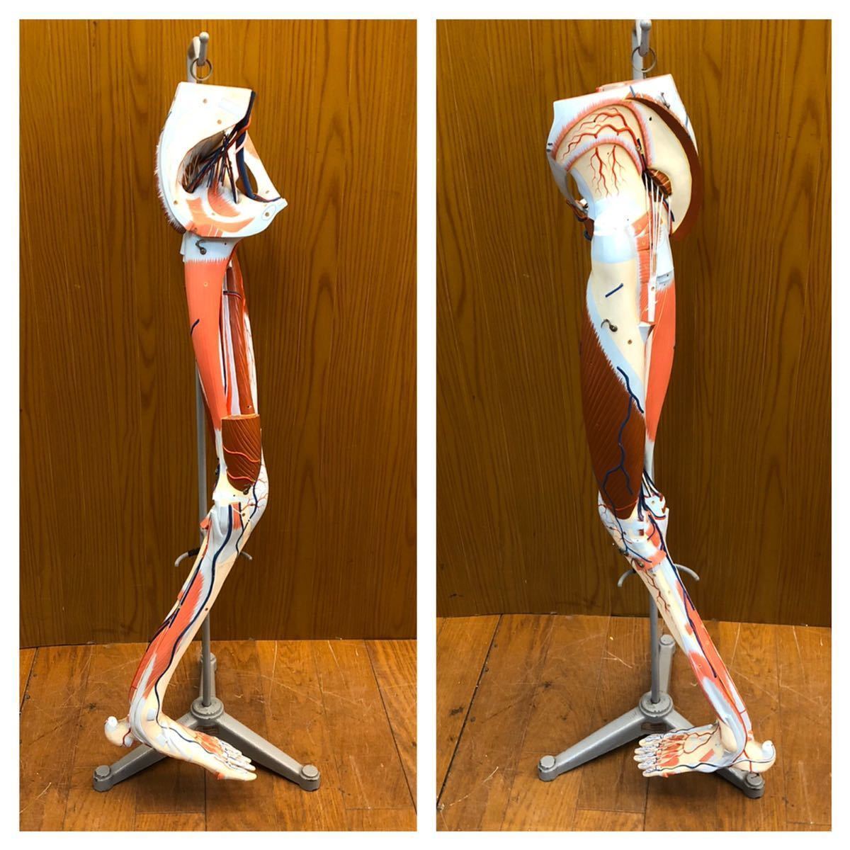 京都科学 人体模型 下肢模型 下肢の筋肉 足の血管 教材 人体解剖模型 ...