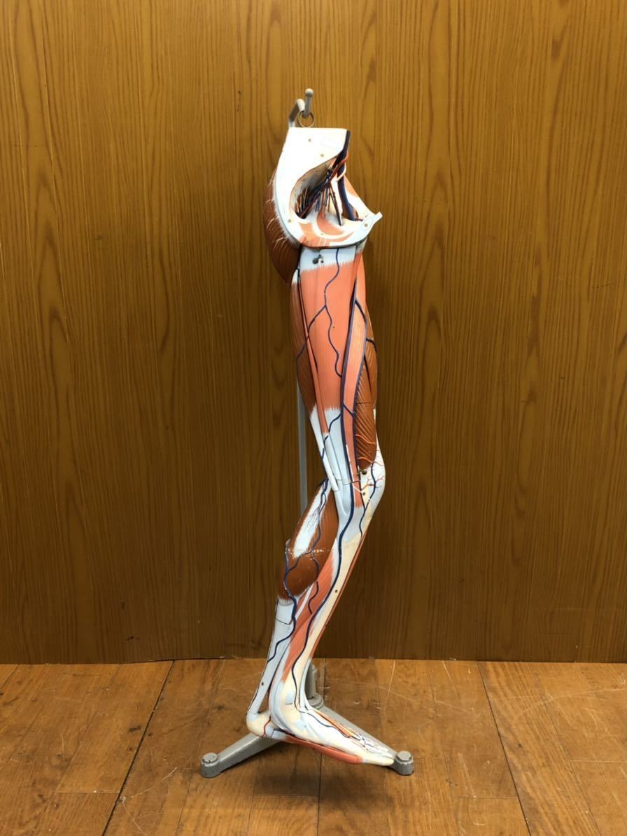 京都科学 人体模型 下肢模型 下肢の筋肉 足の血管 教材 人体解剖模型 ...
