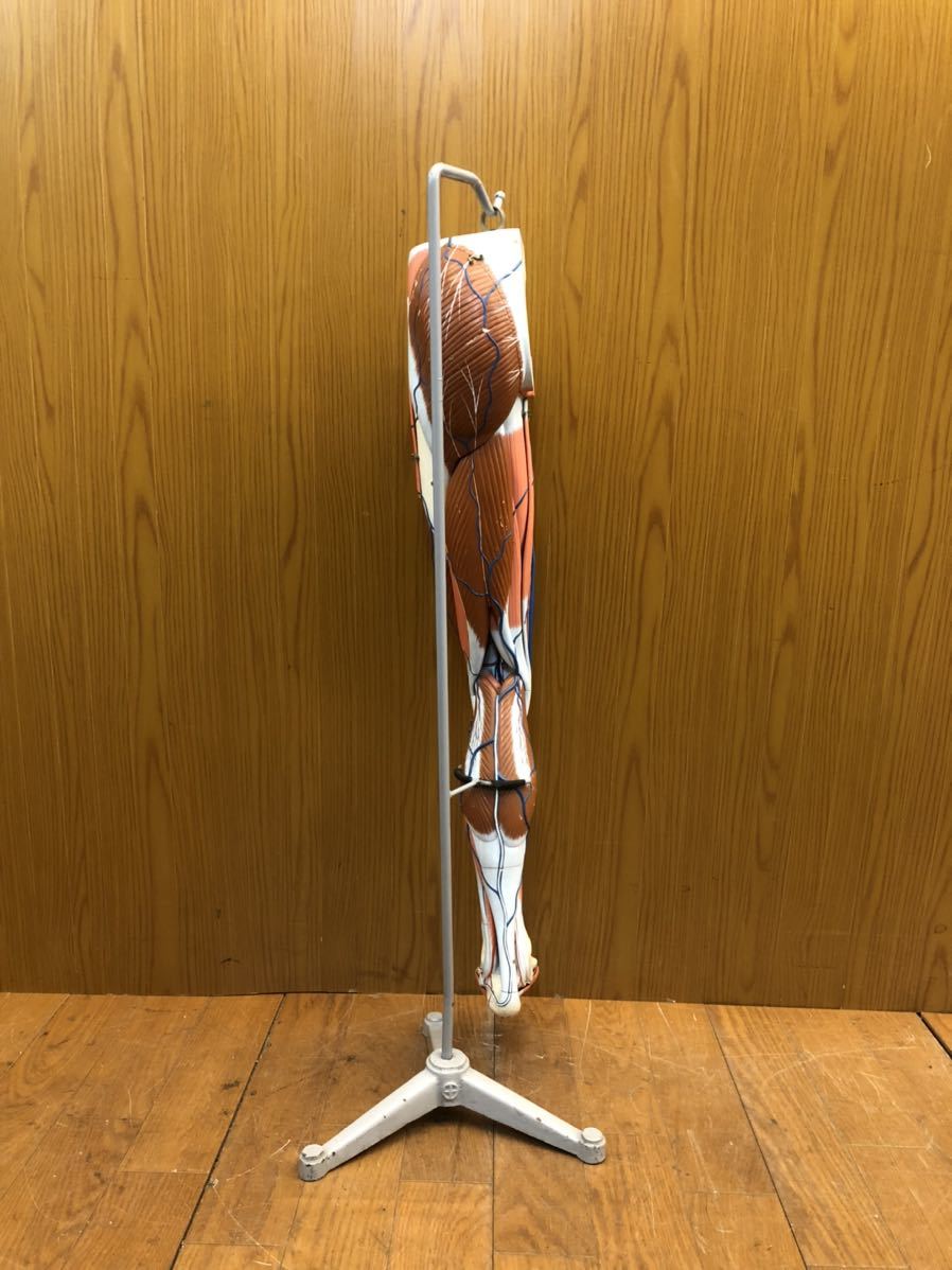 京都科学 人体模型 下肢模型 下肢の筋肉 足の血管 教材 人体解剖模型 ...