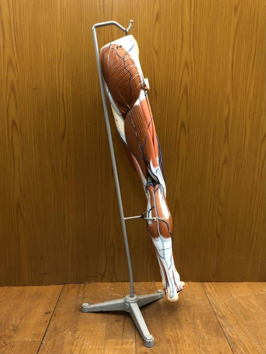 京都科学 人体模型 下肢模型 下肢の筋肉 足の血管 教材 人体解剖模型 ...