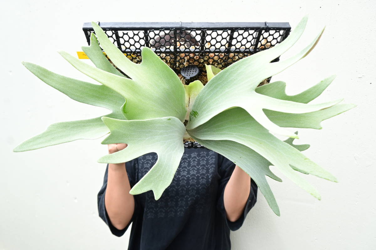 ○日本正規品○ P.diversifolium platycerium ビカクシダ ○日本正規品○ P.diversifolium platycerium ビカクシダ