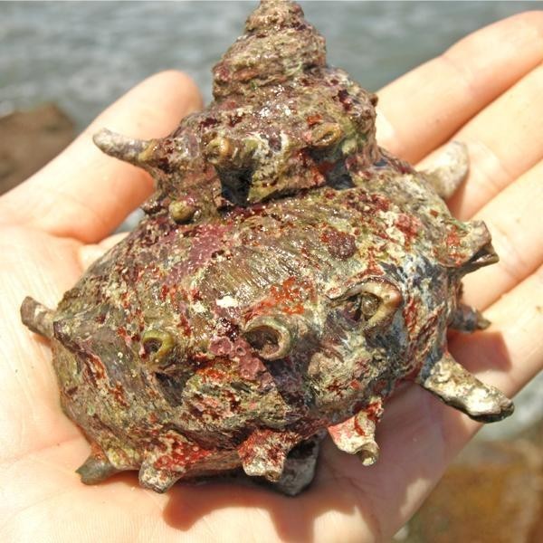大きいです!