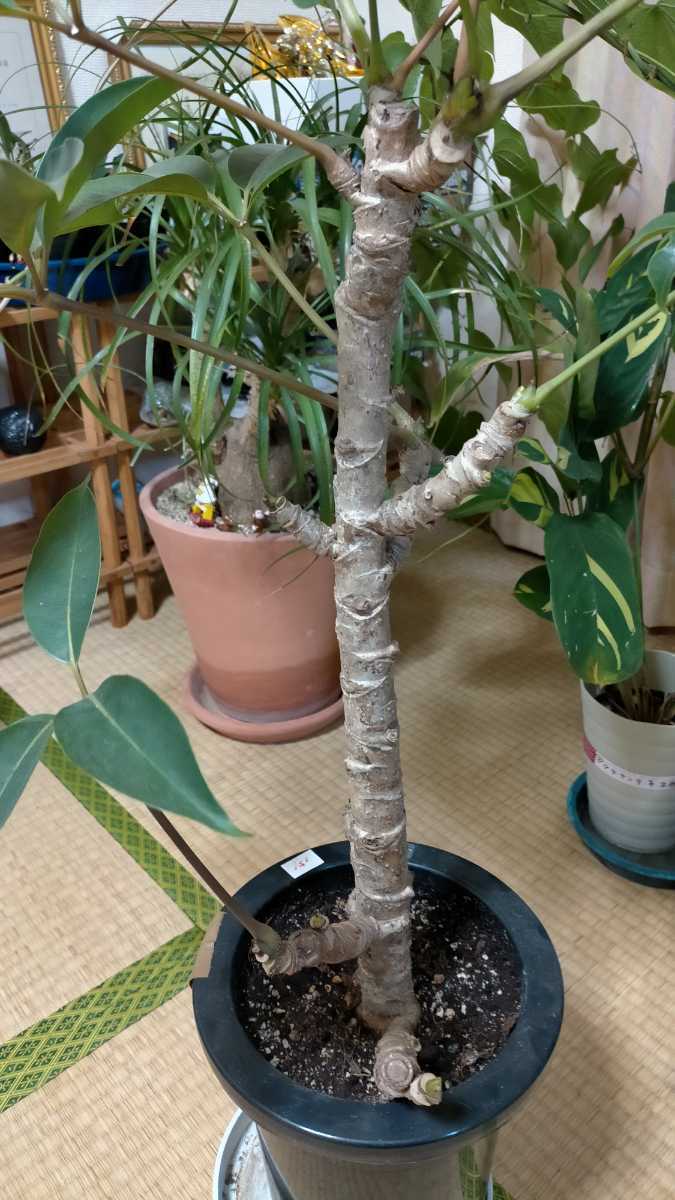 ☆特売 希少 レア 観葉植物 ツピダンサス 美品 大きいです 早い者勝ち