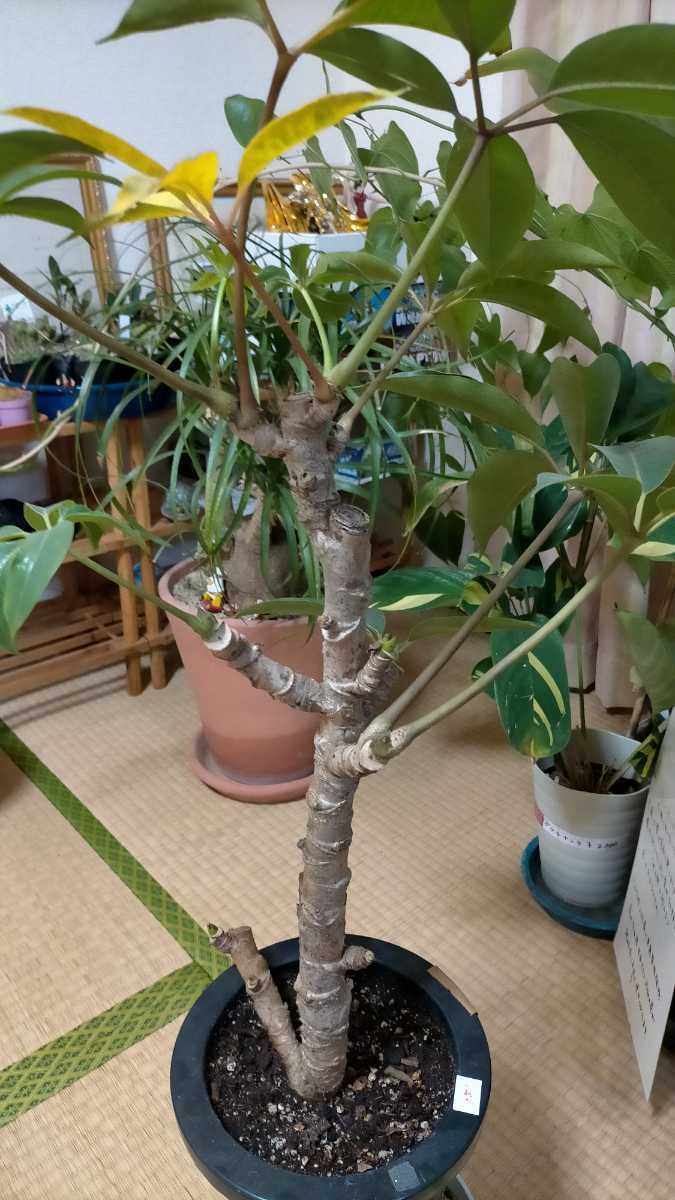 ☆特売 希少 レア 観葉植物 ツピダンサス 美品 大きいです 早い者勝ち