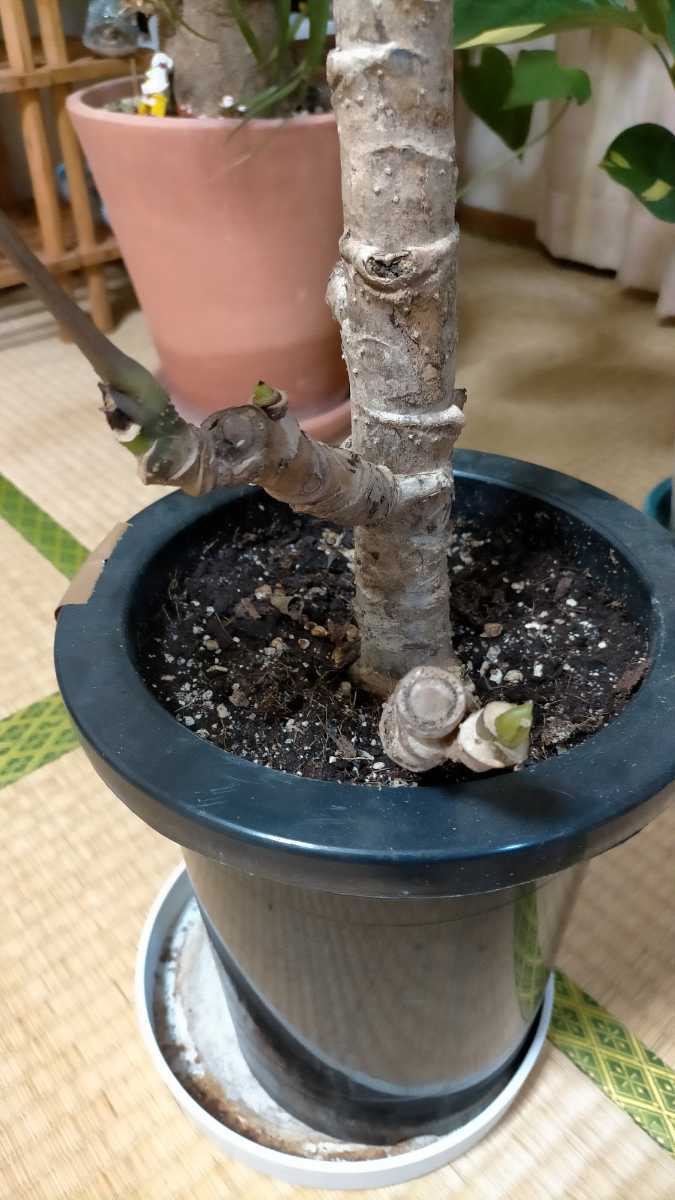 ☆特売 希少 レア 観葉植物 ツピダンサス 美品 大きいです 早い者勝ち