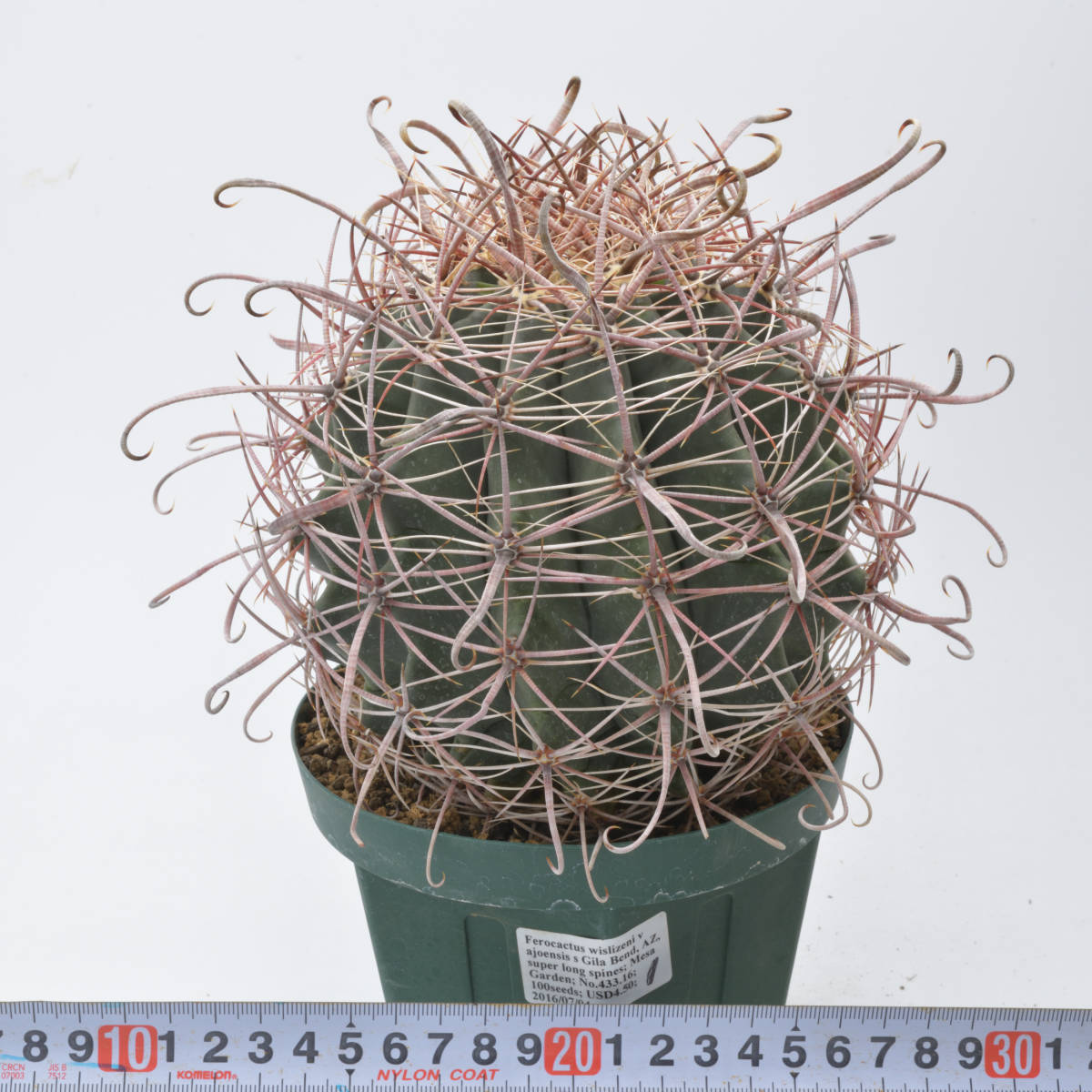 金赤竜（変種：アジョエンシス）（1番）　Ferocactus wislizeni v ajoensis　フェロカクタス　サボテン　多肉植物　実生_画像1