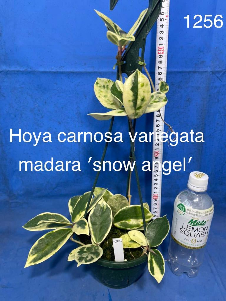 Yahoo!オークション - 1256 斑入り ホヤ Hoya carnosa variegata Yahoo!オークション - 1256 斑入り ホヤ Hoya carnosa variegata