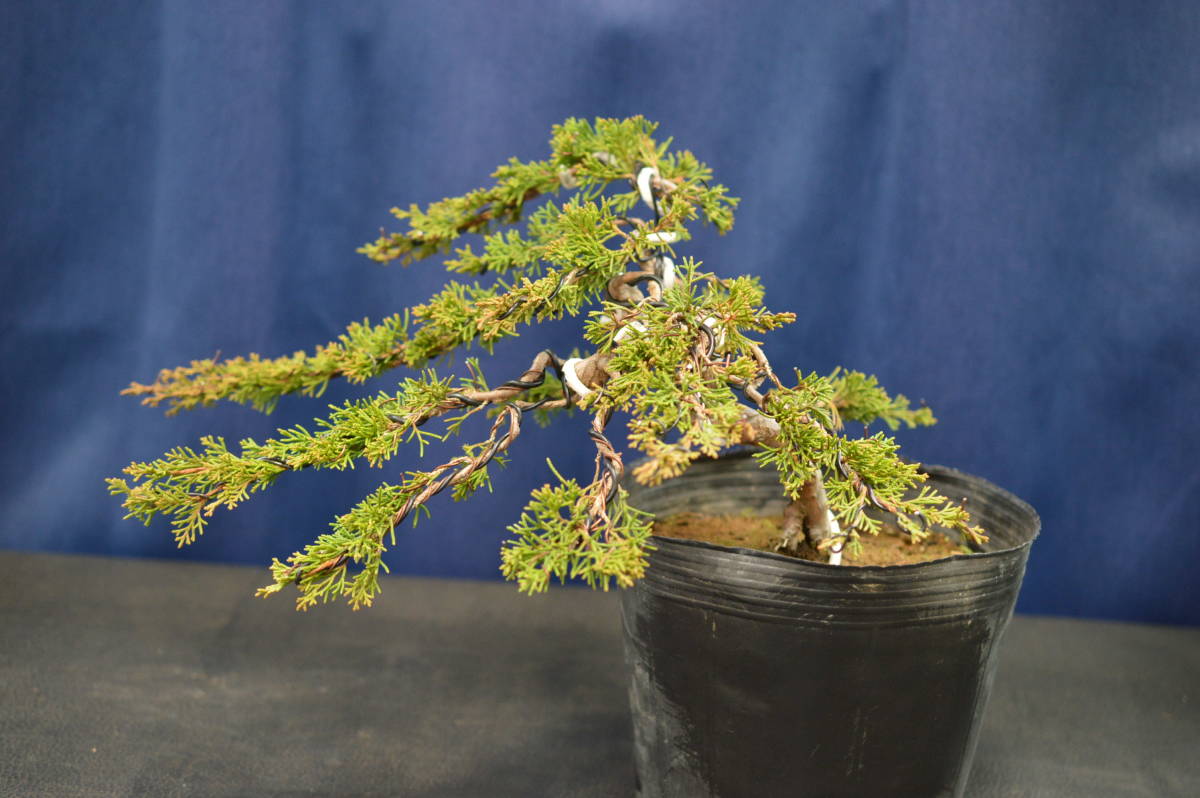誠実 糸魚川真柏 吹流し 盆栽 - 植物/観葉植物