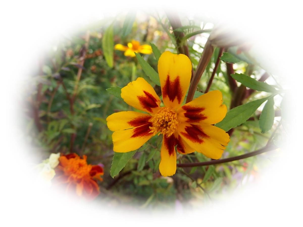 マリーゴールド　中心ダークオレンジ外黄色　20粒　5年自家採取　種 TDSK　花が大好き_画像2