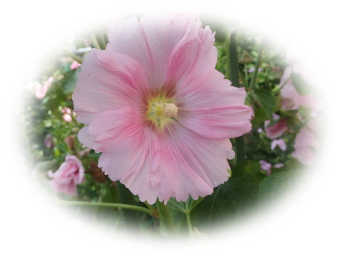 ホリホック 　薄ピンク　20粒　立葵　たちあおい　5年自家採取　種 花が大好き_画像1